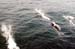 Dalls porpoise1